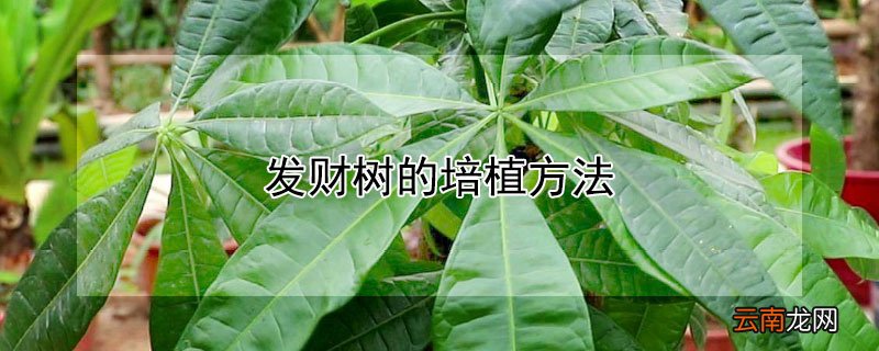 发财树养殖方法 发财树的培植方法