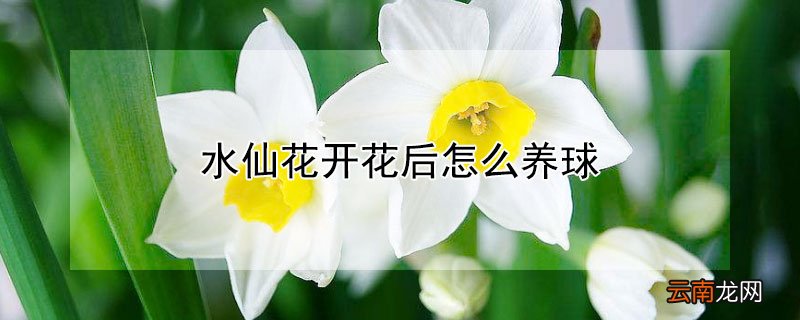 开过花的水仙花球怎样养护让它再次开花 水仙花开花后怎么养球