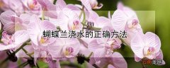 蝴蝶兰怎么浇水才合理 蝴蝶兰浇水的正确方法