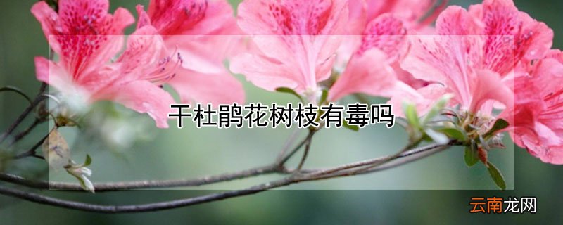 高山杜鹃干枝有毒吗 干杜鹃花树枝有毒吗