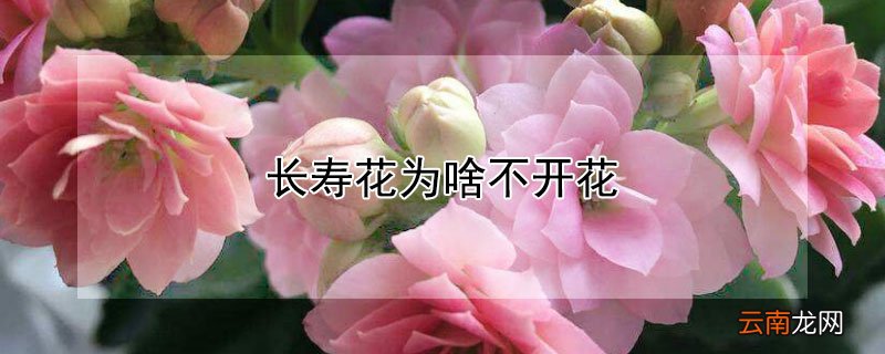 我养的长寿花为啥不开花 长寿花为啥不开花