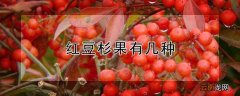 红豆杉果有几种 红豆杉果子有几种