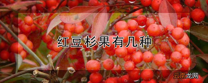 红豆杉果有几种 红豆杉果子有几种