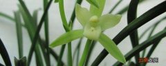 建兰锦旗什么时间开花 兰花锦旗什么时候开花