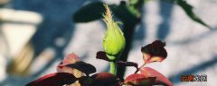 月季花苞期用什么肥 月季花苞期施什么肥