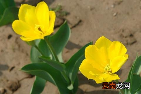 郁金香长叶后枯萎 郁金香叶子枯了之后怎么处理