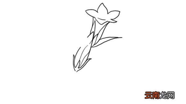 龙胆草花简笔画