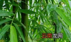 竹子的别称一个字 竹子的别称
