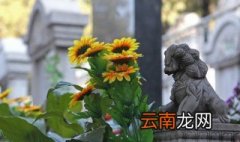 一天之内向日葵几点开花? 一天之内向日葵什么时候开花