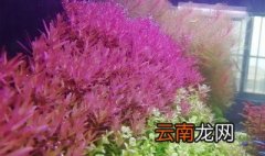 紫叶水草怎么养 紫百叶水草养殖方法