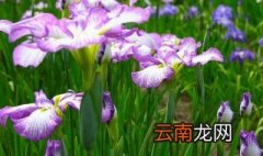 德国鸢尾的养殖方法有哪些 德国鸢尾的养殖方法