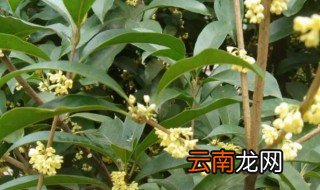 北方桂花树什么时候移栽最好 北方桂花树什么时候扦插最好