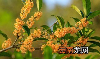 桂花树什么时候修剪 四季桂花树什么时候修剪
