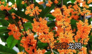 桂花树啥时候种最好 桂花树几月份种好