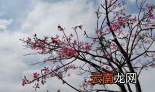 根茎类植物有哪些 根茎植物有哪些种类