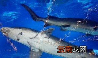 鲟龙鱼是保护动物吗 鲟龙鱼是几级保护动物
