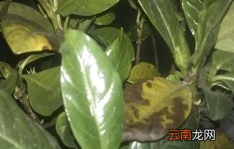 栀子花叶尖干枯褐色怎么回事 栀子花叶尖干枯褐色用什么药物