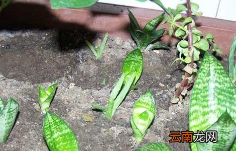 虎皮兰叶子变软怎么办 虎皮兰叶片发软怎么办?教你3个小妙招
