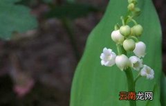 铃兰花的花语和传说 铃兰的花语和传说
