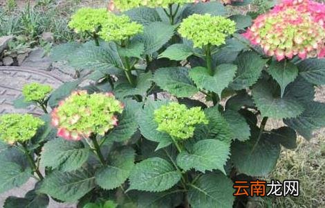 绣球花的修剪方法 绣球花的修剪方法和注意事项