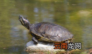 乌龟会叫吗?乌龟为什么会叫 ? 乌龟会叫吗