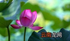 鱼池睡莲的种植方法和注意事项图片 鱼池睡莲的种植方法和注意事项
