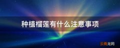 种植榴莲有什么注意事项