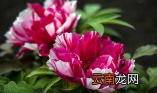 家里小院养什么花好 家里的小院子怎么养花