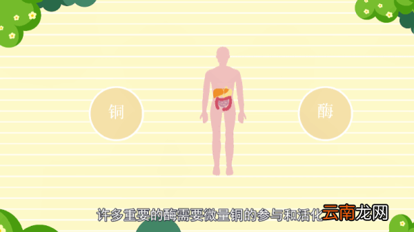 铜是稀有金属吗 铜是不是稀有金属