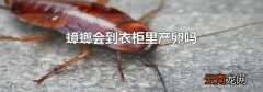 蟑螂会到衣柜里产卵吗