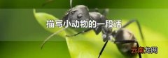 描写小动物的一段话