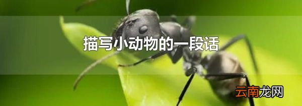 描写小动物的一段话
