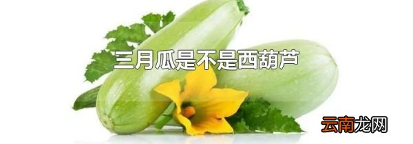 三月瓜是不是西葫芦