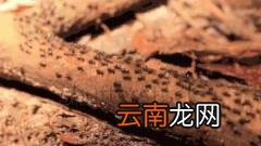 你被蚂蚁困扰了吗？家庭防治蚂蚁小妙招来了！