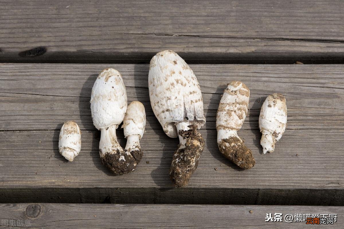鸡腿菇与杏鲍菇区别图片 它们之间有什么不同