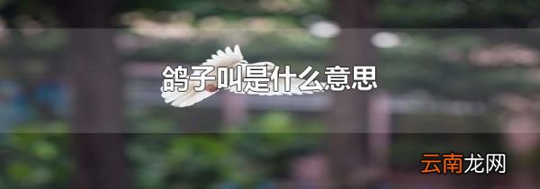 鸽子叫是什么意思