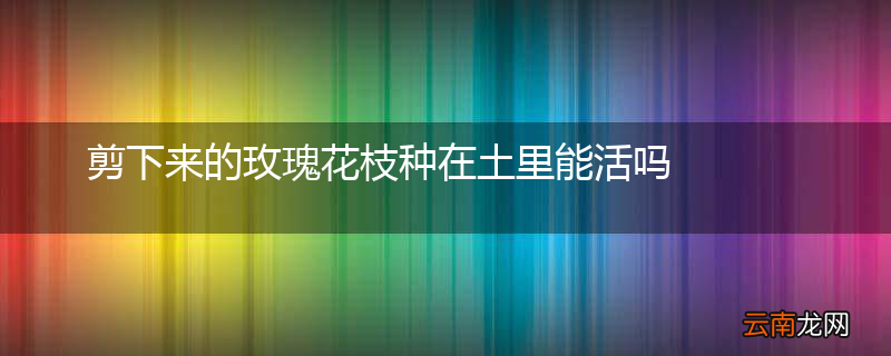剪下来的玫瑰花枝种在土里能活吗