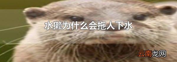水獭为什么会拖人下水