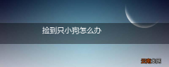 捡到只小狗怎么办