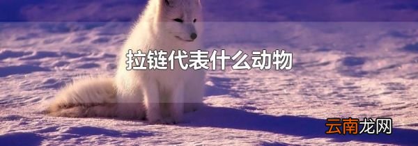 拉链代表什么动物