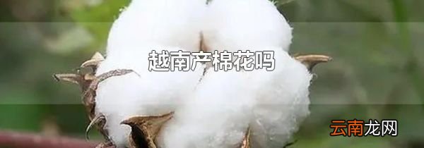 越南产棉花吗