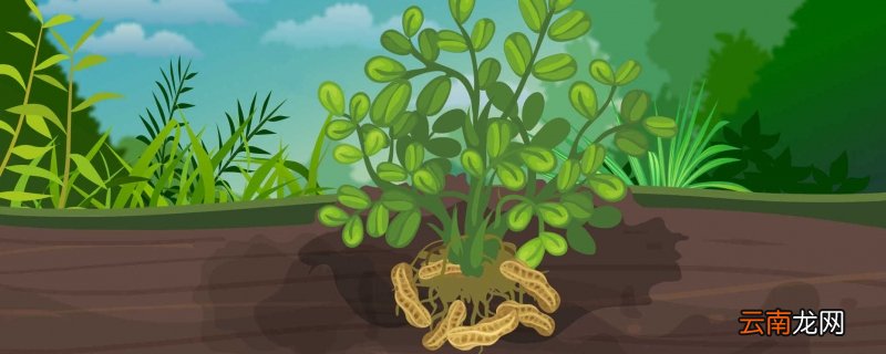 花生收获季节几月份 花生的收获季节是什么时候