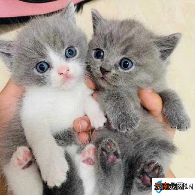 正确的年龄换算表在这里 猫怎么看年龄大小