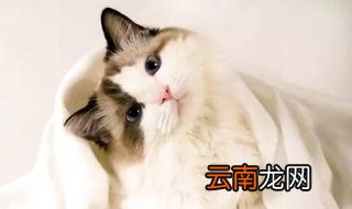 吸猫为什么有快感 受这三方面的影响