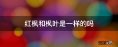 红枫和枫叶是一样的吗
