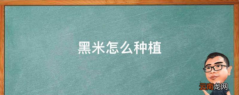 黑米怎么种植