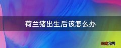 荷兰猪出生后该怎么办