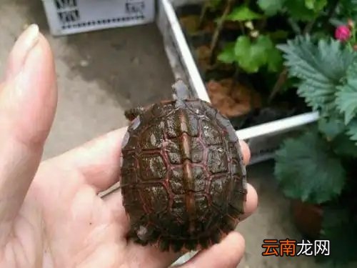 洪都拉斯木纹龟怎么饲养 洪都拉斯木纹龟成年有多大