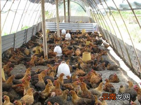 农村简易鸡舍的建造,方便又卫生 鸡舍怎么搭建最好