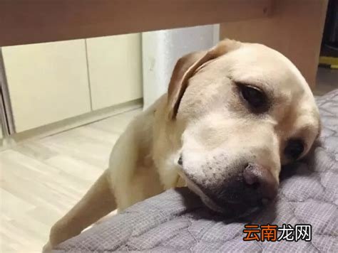 狗狗知道主人很爱他吗